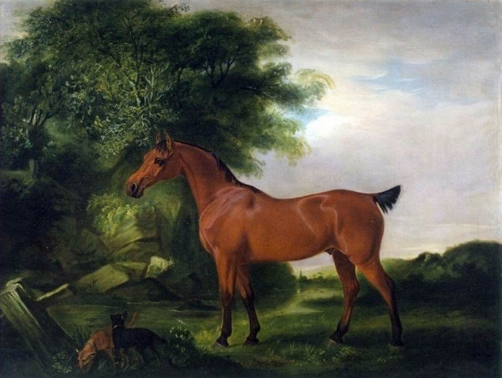 Un pony egiziano