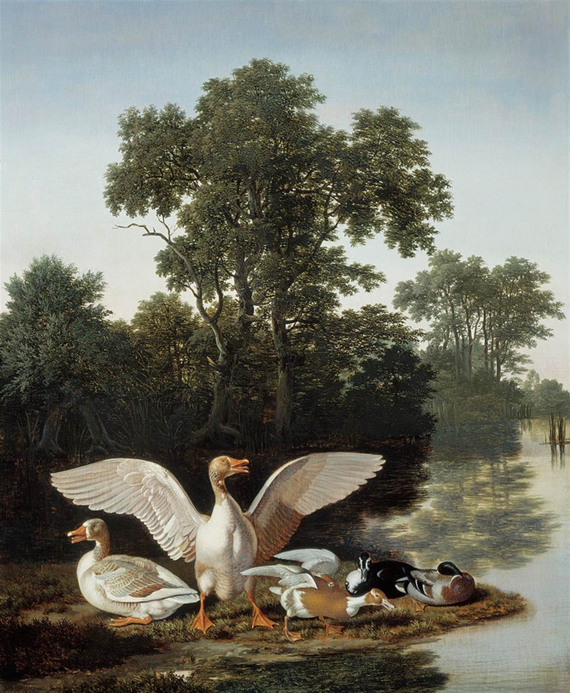 Geese and Ducks in a Forest Lake