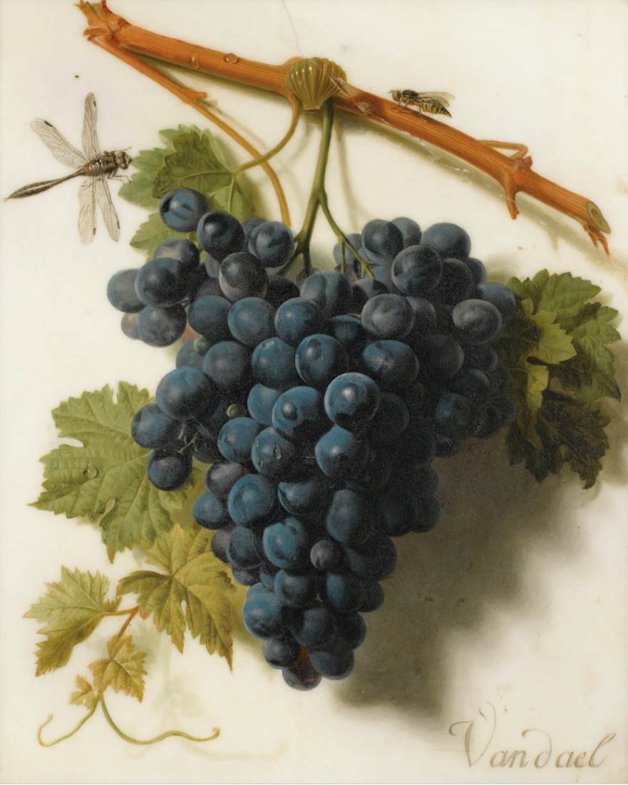 group of grapes