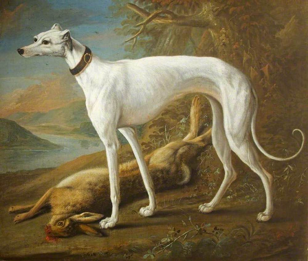 Een witte greyhound op een dode haas