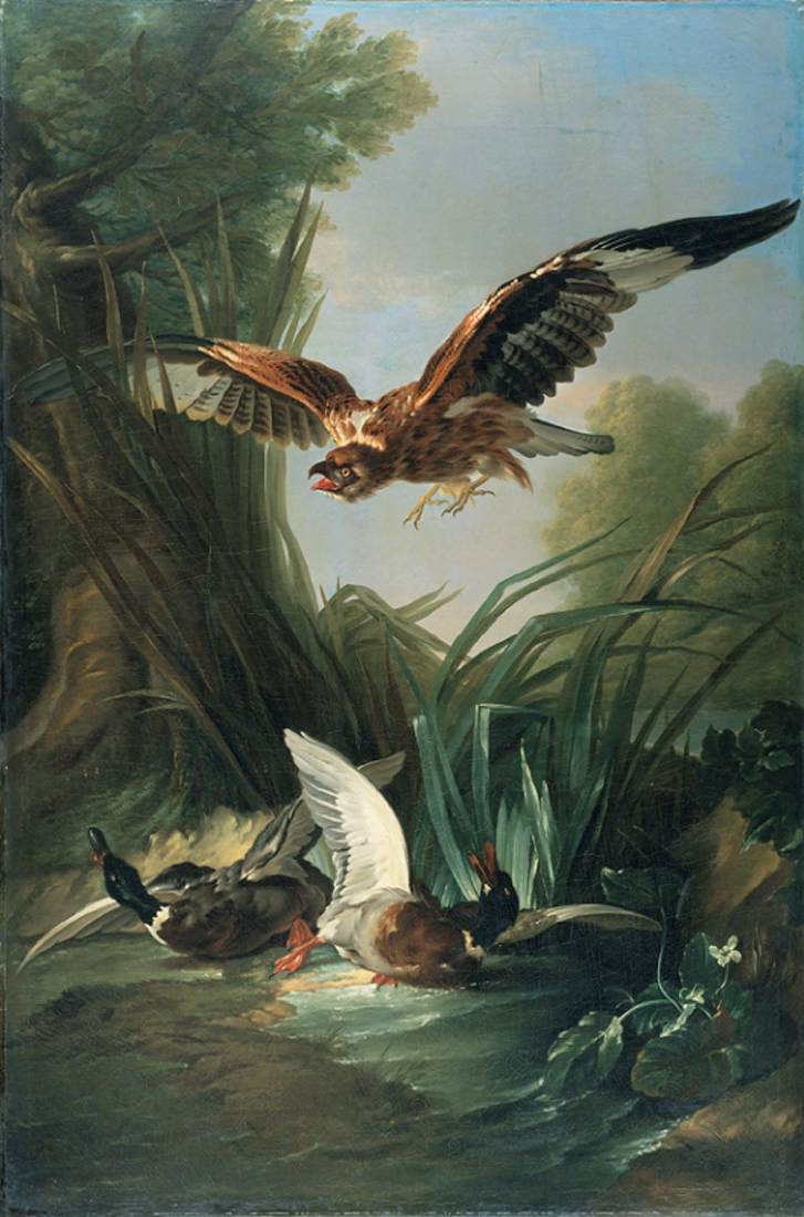 Falke greift eine wilde Ente an