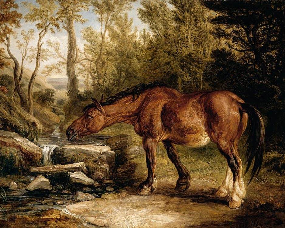A Horse Drinking in a Stream