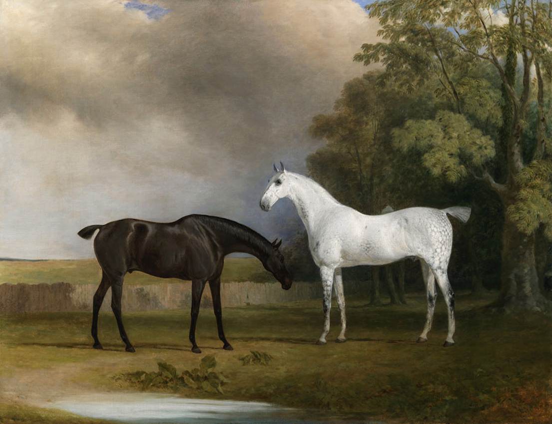 A Dark Bay and a Gray Horse