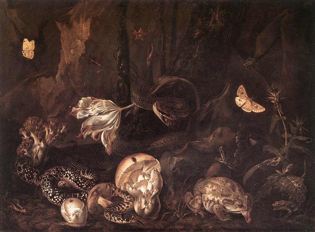 Still Life of Insects and Amphibians