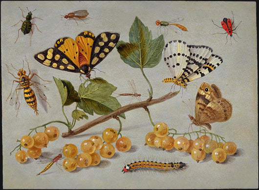 Papillons et insectes