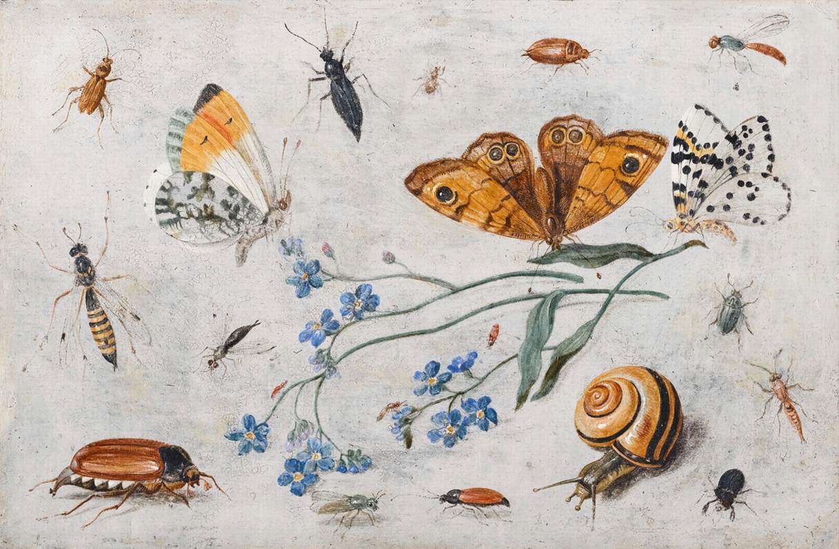 Estudio de Insectos, Mariposas y un Caracol con una Ramita de No Me Olvides