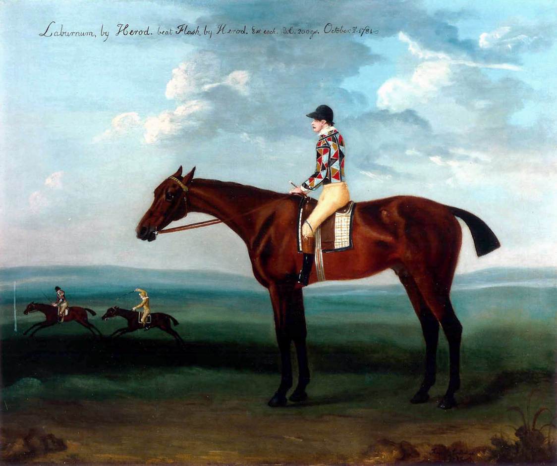 Lord Milsington's Bay Race Horse Laburnum con Jockey en Newmarket