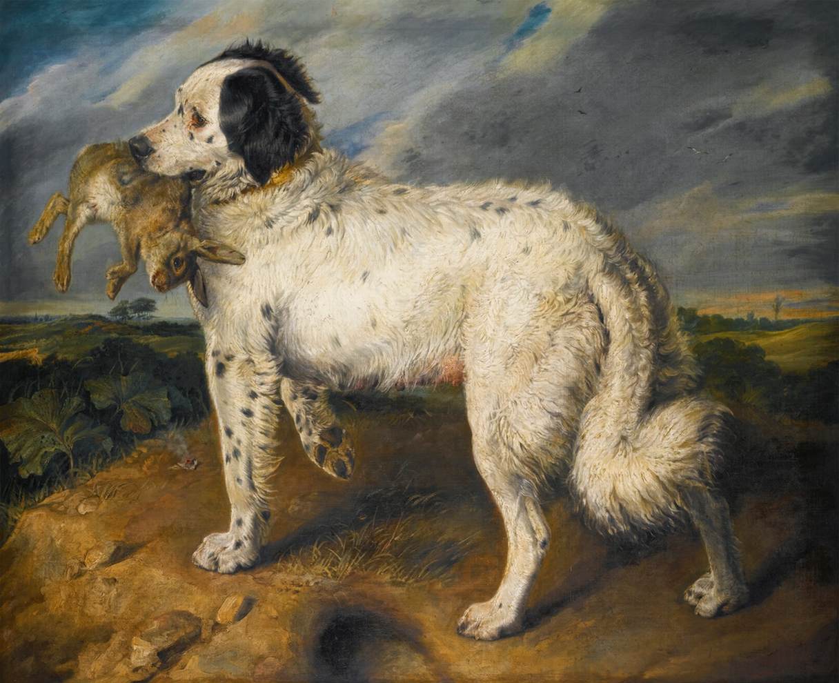 Venus, un Terreno Landseer con un Conejo