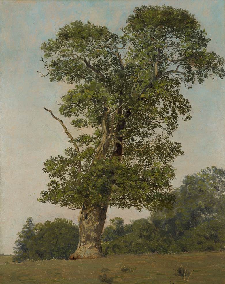 a big oak