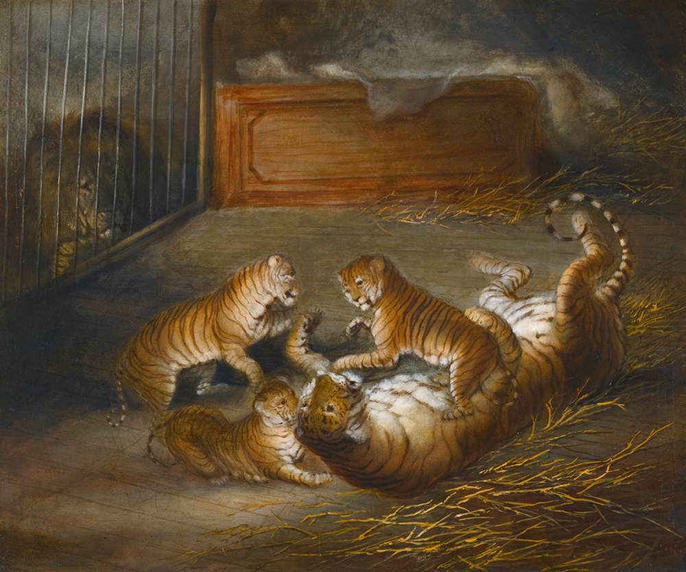 Tre cuccioli "liger"