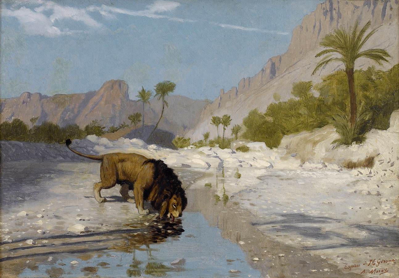 Leão bebendo de um córrego no deserto