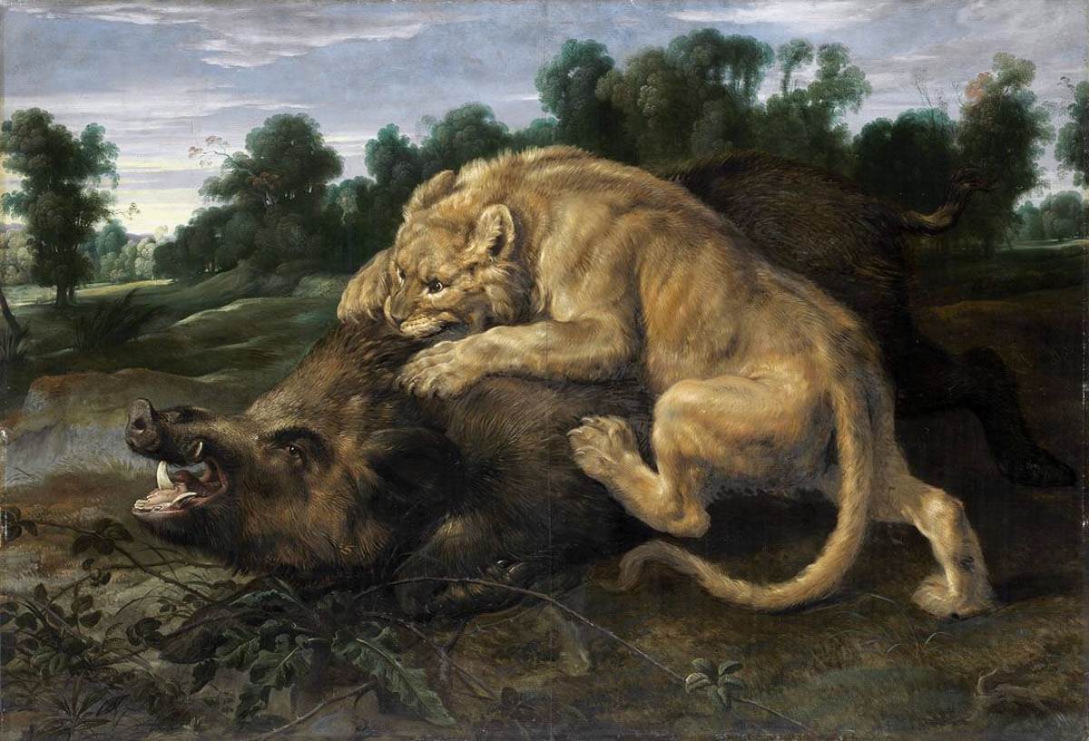 Lioness Attacking a Wild Boar