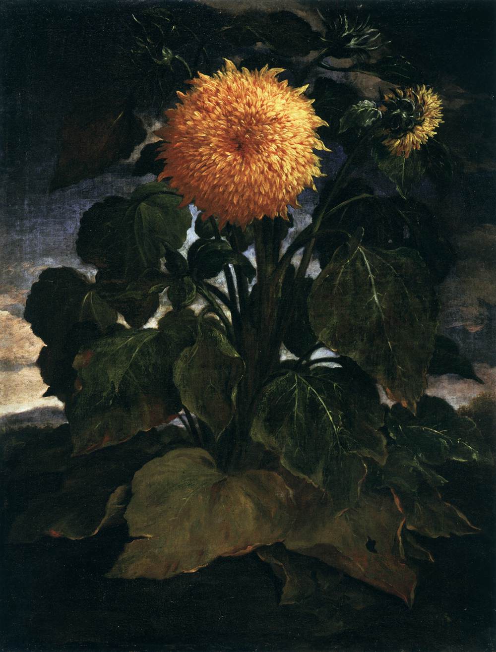 Sonnenblume