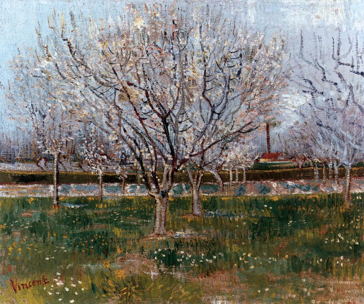 Orchard in Bloom (Plums)