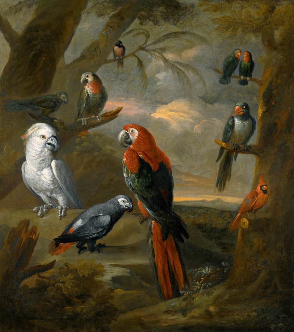 Parrots in a Vast Forest Landscape