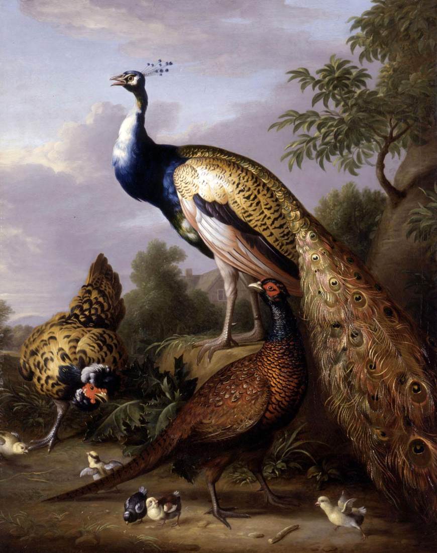 Peacock, Hen and Pheasant Rooster in a Landscape
