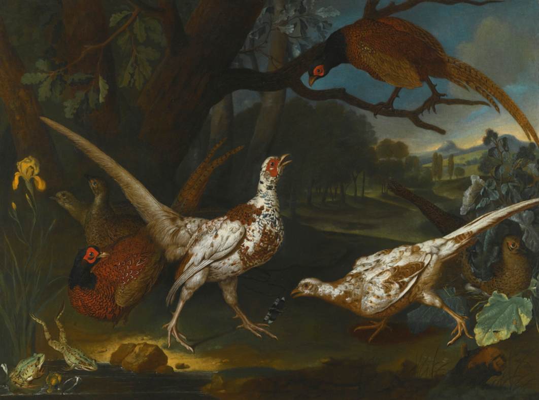 Eastern Pheasants by Pond in a Wooded Landscape