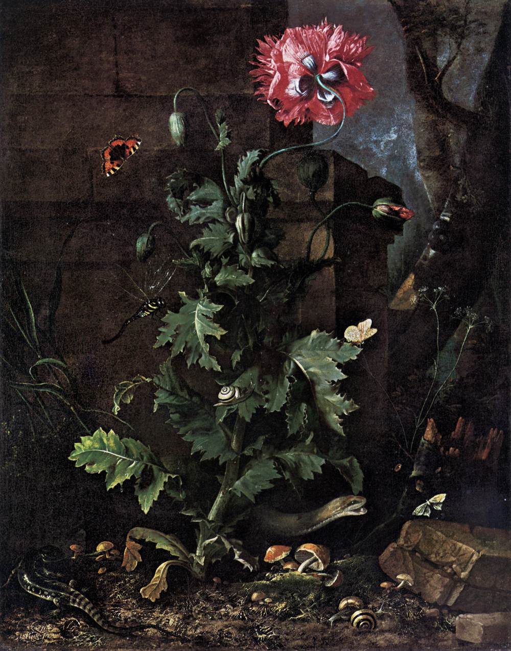 Still Life of Poppy, Insects and Reptiles