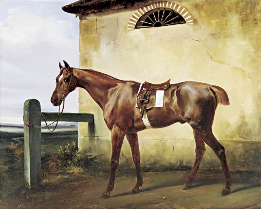 En racinghäst bunden till ett staket