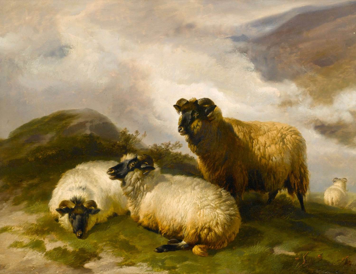 Sheep di montagna