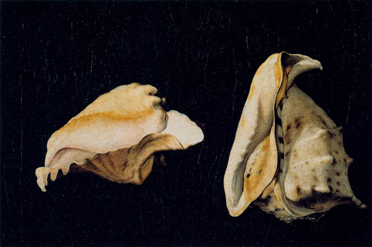 Deux coquilles