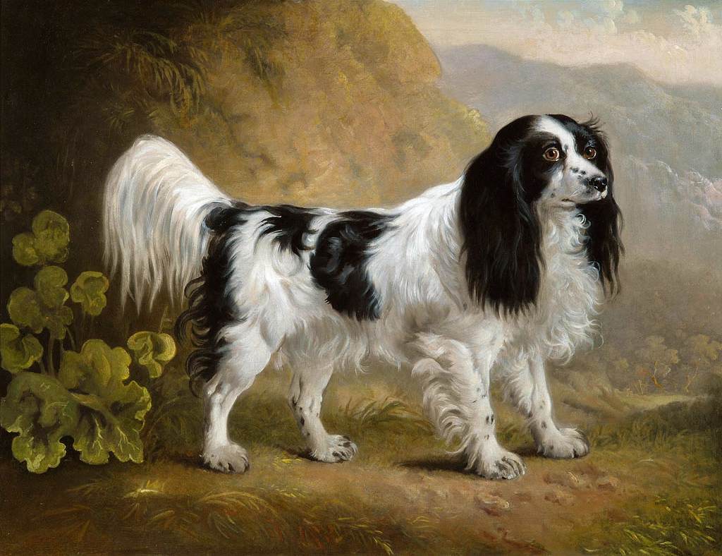 A Black and White English Springer Spaniel in a Landscape