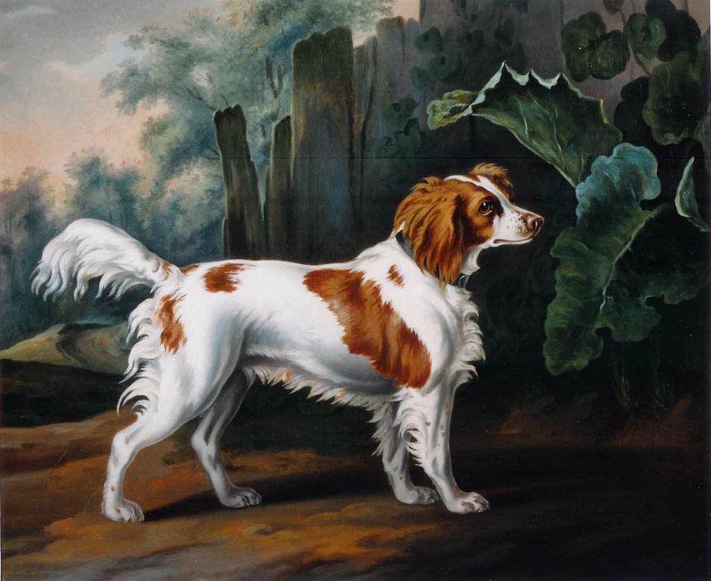 Springer Spaniel Galês 