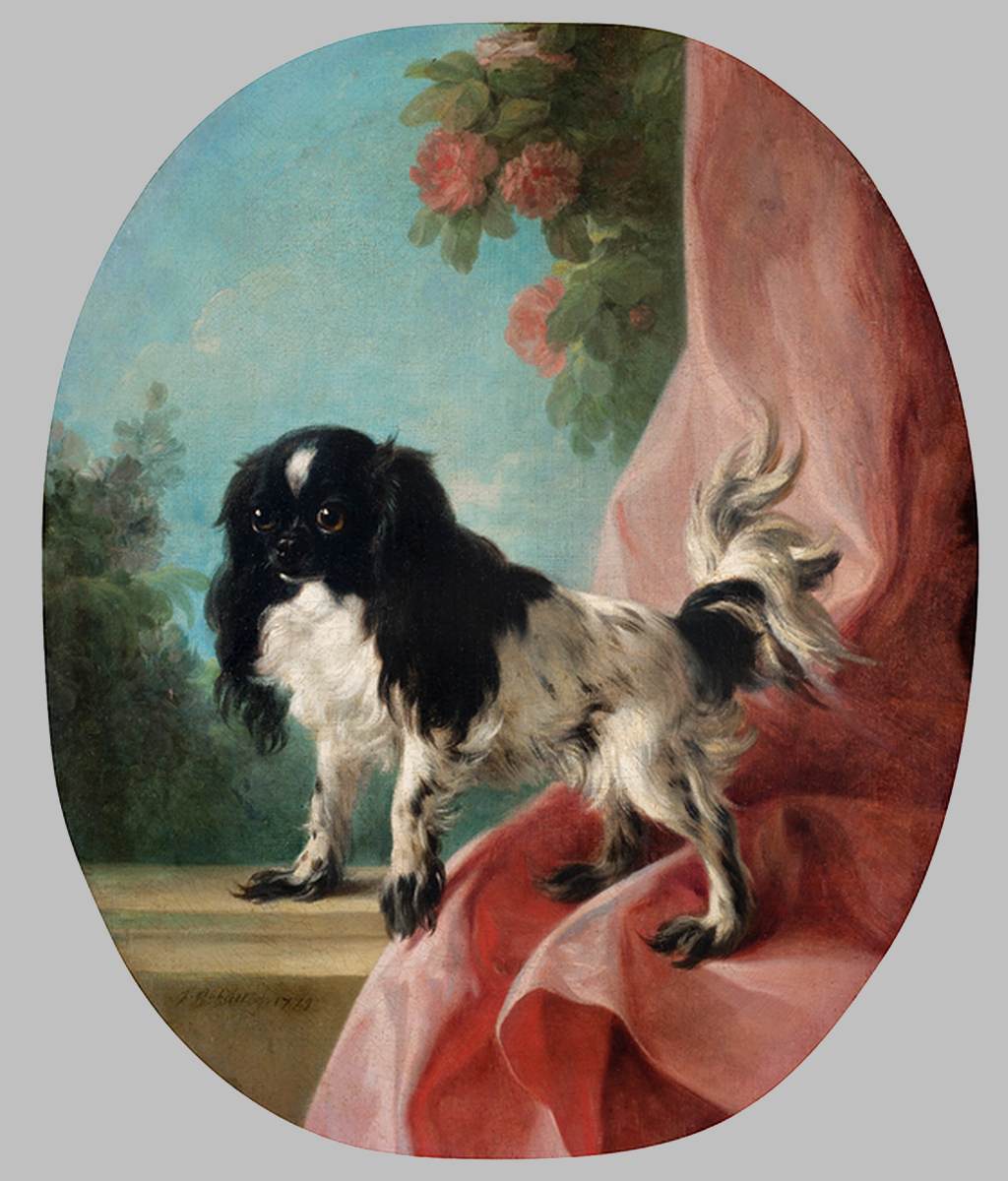 Um Rei Cavalier Charles Spaniel 