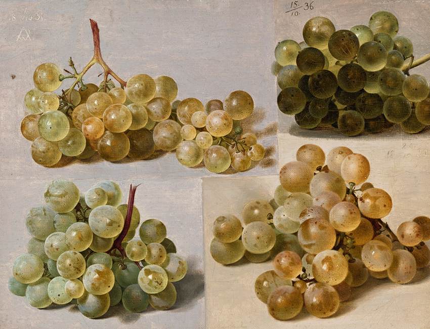 noite de uvas