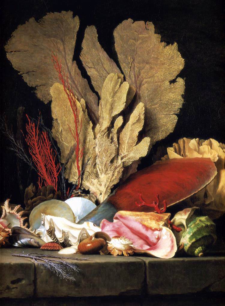 Still Life with Tufts of Marine Plants, Shells and Corals