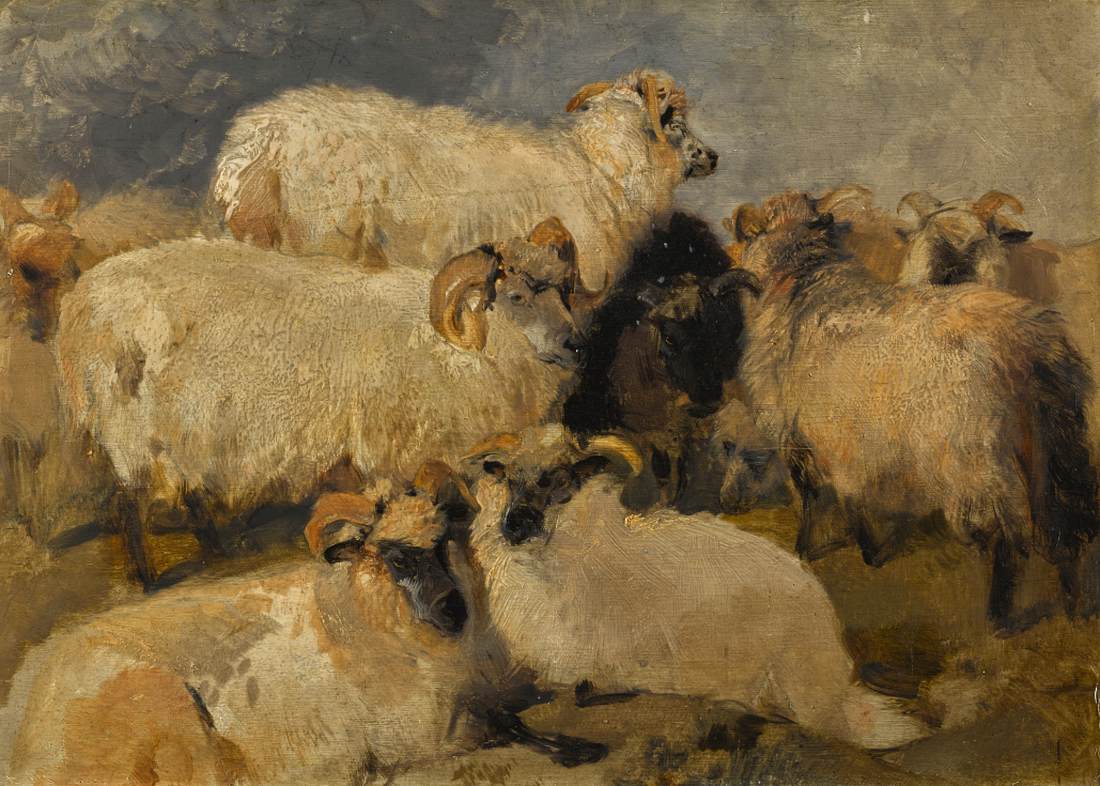 Highland Blackface Sheep Study