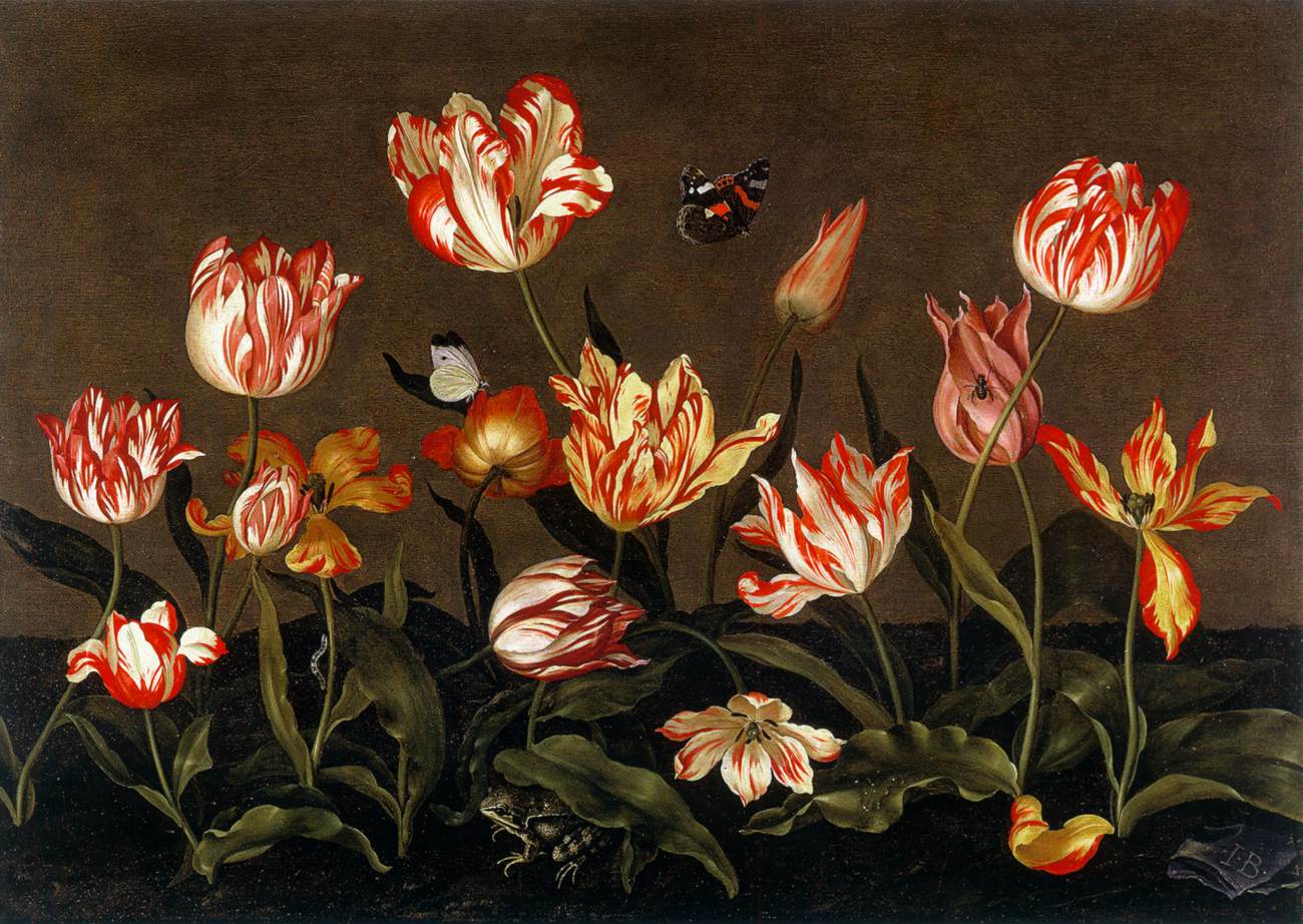 Nature des tulipes