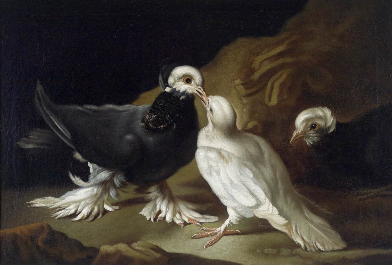 dois pombos
